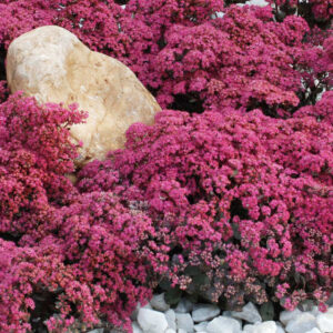 Dazzleberry Sedum (Sedum sedum 'Dazzleberry') - 1 gallon