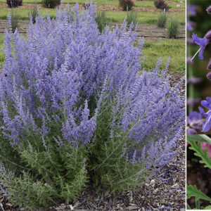 'Denim 'n Lace' Russian Sage (Perovskia atriplicifolia 'Denim N Lace') - 1 gallon