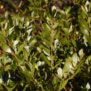 Densa Inkberry Holly (Ilex glabra 'Densa') - 3 gallon 15"