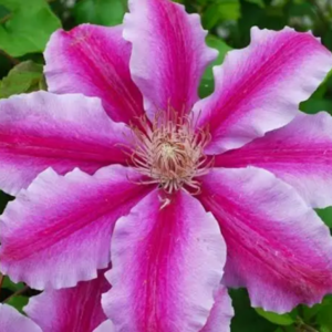 ‘Doctor Ruppel’ Large-Flowered Clematis (Clematis ‘Doctor Ruppel’) - QT