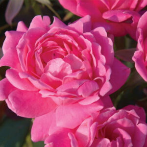 Double Pink Knock Out® Rose (Rosa K.O 'Radtkopink') - QT