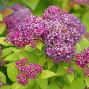 Double Play Dolly® Spirea (Spiraea JAP 'Dbl Play Dolly') - 3 gallon 15"