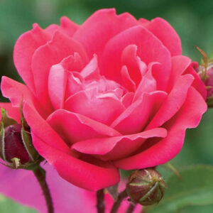 Double Red Knock Out® Rose (Rosa x Double Red Knock Out®) - 1 gallon