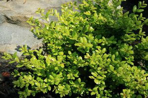 Drops of Gold Japanese Holly (Ilex crenata 'Drops of Gold') - 3 gallon 15"