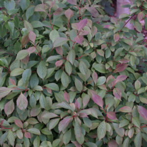 Dwarf Fragrant Viburnum (Viburnum farreri 'Nanum') - 3 gallon 15"