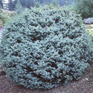 Dwarf Sitka Spruce (Picea sitchensis 'Papoose') - 1 gallon
