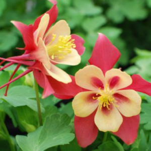 EarlyBird™ Red Yellow Columbine (Aquilegia 'Earlybird Red Yellow') - 1 gallon