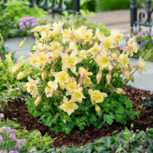 EarlyBird™ Yellow Columbine (Aquilegia 'Earlybird Yellow') - 1 gallon