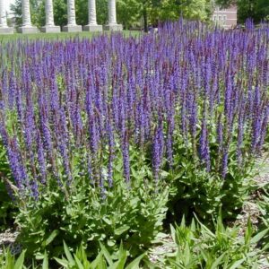 East Friesland Meadow Sage (Salvia nemorosa 'East Friesland') - 1 gallon