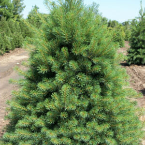 Eastern White Pine (Pinus strobus) - 1 gallon 12"