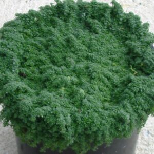 Elfin Creeping Thyme (Thymus serpyllum 'Elfin') - 1 gallon