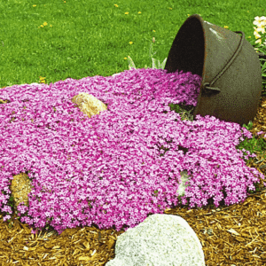 Emerald Pink Moss Phlox (Phlox subulata 'Emerald Pink') - QT