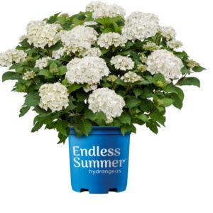 Endless Summer® Dreamcloud® Bigleaf Hydrangea (Hydrangea macrophylla Endless Summer Dreamcloud ('Bailmaceight')) - 2 gallon
