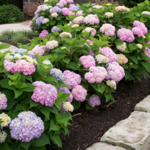 Endless Summer® The Original Hydrangea (Hydrangea macrophylla 'Bailmer') - 2 gallon