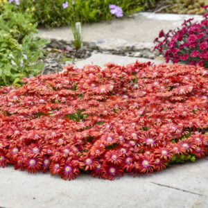 FLASHMOB™ ‘Macarena’ Ice Plant (Delosperma ‘Macarena’) - QT