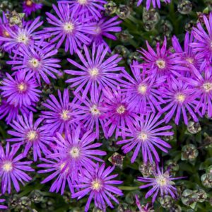 FLASHMOB™  'Electric Slide' Ice Plant (Delosperma 'Electric Slide') - QT