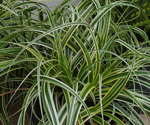 Feather Falls Sedge (Carex 'Carex Feather Falls') - QT