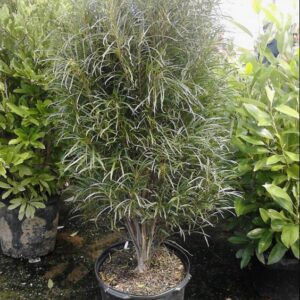 Fine Line® Buckthorn (Rhamnus frangula 'Ron Williams') - 1 gallon
