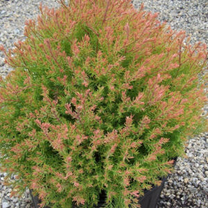 Fire Chief™ Arborvitae (Thuja occidentalis 'Congabe') - 3 gallon 12"