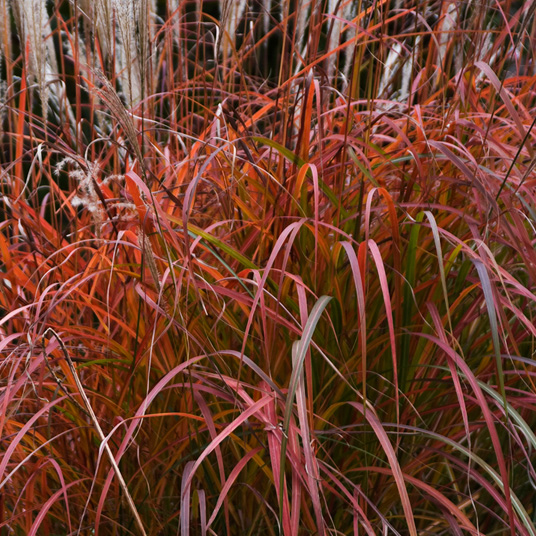 Fire Dragon Maiden Grass (Miscanthus sinensis 'Fire Dragon') - QT