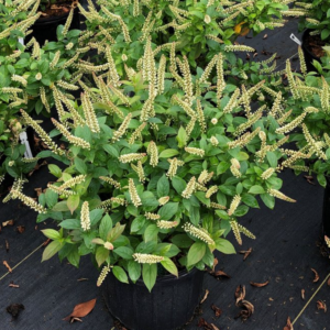 Fizzy Mizzy® Sweetspire (Itea fizzy 'Mizzy') - QT