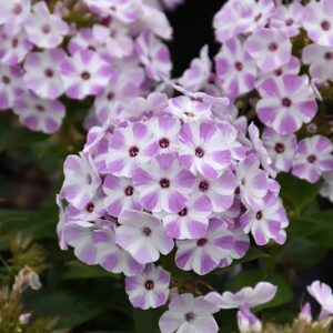 Flame® Lilac Star Dwarf Garden Phlox (Phlox paniculata 'Flame® Lilac Star' ppaf) - 1 gallon
