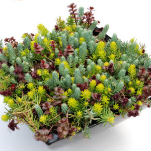 Flaming Carpet Stonecrop (Sedum 'Flaming Flaming Carpet') - QT