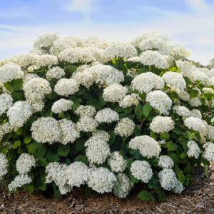 FlowerFull® Smooth Hydrangea (Hydrangea arborescens 'Flowerfull' ( 'BAIful' PP35,613)) - 3 gallon