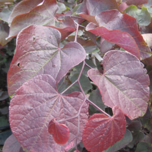Forest Pansy Redbud (Cercis canadensis 'Forest Pansy') - 3 gallon 36"