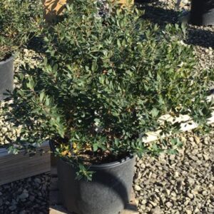 Forever Emerald™ Inkberry (Ilex glabra 'Forever Emerald') - 3 gallon 12"