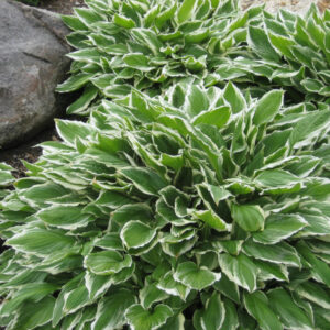 Francee Plantain Lily (Hosta francee 'Francee') - 1 gallon