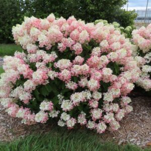 French Manicure™ Hydrangea Paniculata (Hydrangea paniculata 'Bailpantwo' ) - QT