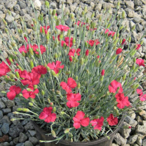 Frosty Fire Pinks (Dianthus gratianopolitanus 'Frosty Fire') - 1 gallon