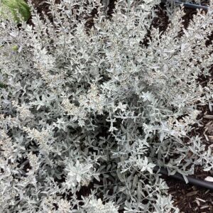 GardenGhost™ Artemesia (Artemisia garden 'Ghost') - 1 gallon