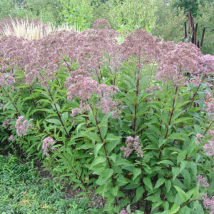 Gateway Joe-Pye Weed (Eupatorium maculatum 'Gateway') - 2 gallon