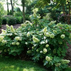 Gatsby Glow Ball® Oakleaf Hydrangea (Hydrangea quercifolia 'NCHQ1') - 3 gallon