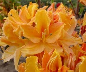 Golden Lights Azalea (Azalea 'Exbury Golden Lights') - 3 gallon 15"
