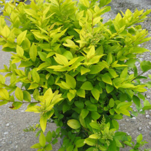Golden Vicary Privet (Ligustrum x vicary 'Vicaryi') - 1 gallon 6"