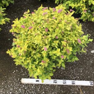 Goldmound Spirea (Spiraea japonica 'Goldmound') - 1 gallon