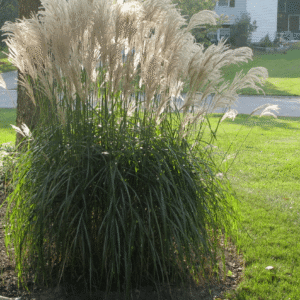 Gracillimus Maiden Grass (Miscanthus sinensis 'Gracillimus') - 1 gallon