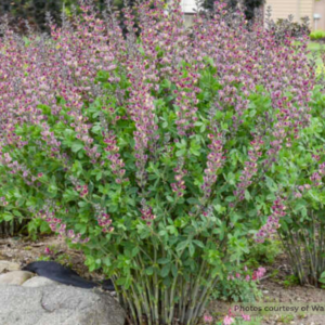Grape Escape False Indigo (Baptisia '‘Grape Escape’') - 1 gallon