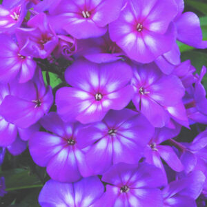 Grape Lollipop™ Phlox (Phlox paniculata 'Ditomsur') - 1 gallon
