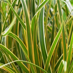 Grass Carex EverColor® Everglow (Carex 'Carex Everglow') - 1 gallon