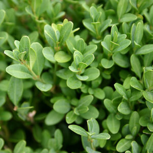 Green Gem Boxwood (Buxus microphylla 'Green Gem') - 2 gallon 12"
