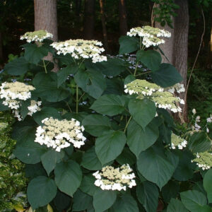 Haas Halo Smooth Hydrangea (Hydrangea arborescens 'Haas' Halo') - 3 gallon