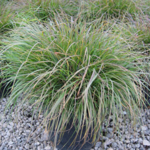 Hameln Fountain Grass (Pennisetum alopecuroides 'Hameln') - 1 gallon
