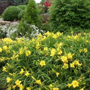Happy Returns Daylily (Hemerocallis 'Happy Happy Returns') - 1 gallon