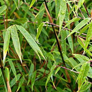 Hardy Bamboo (Fargesia rufa 'Rufa') - 1 gallon