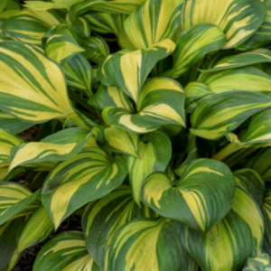 Hosta Rainbows End (Hosta rainbows 'End') - QT