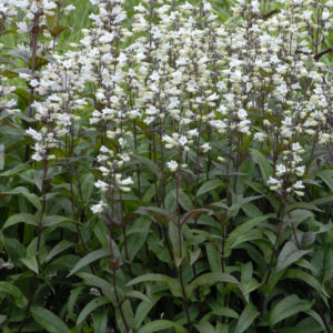 Husker Red Beardtongue (Penstemon digitalis 'Husker Red') - 1 gallon